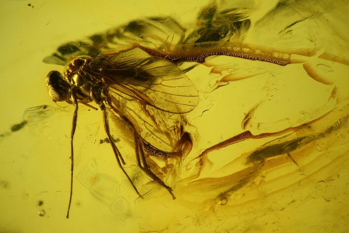 Two Fossil Flies (Diptera) In Baltic Amber #159795